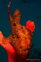 Frances, the famous frogfish from Nuweiba by Mona Dienhart 